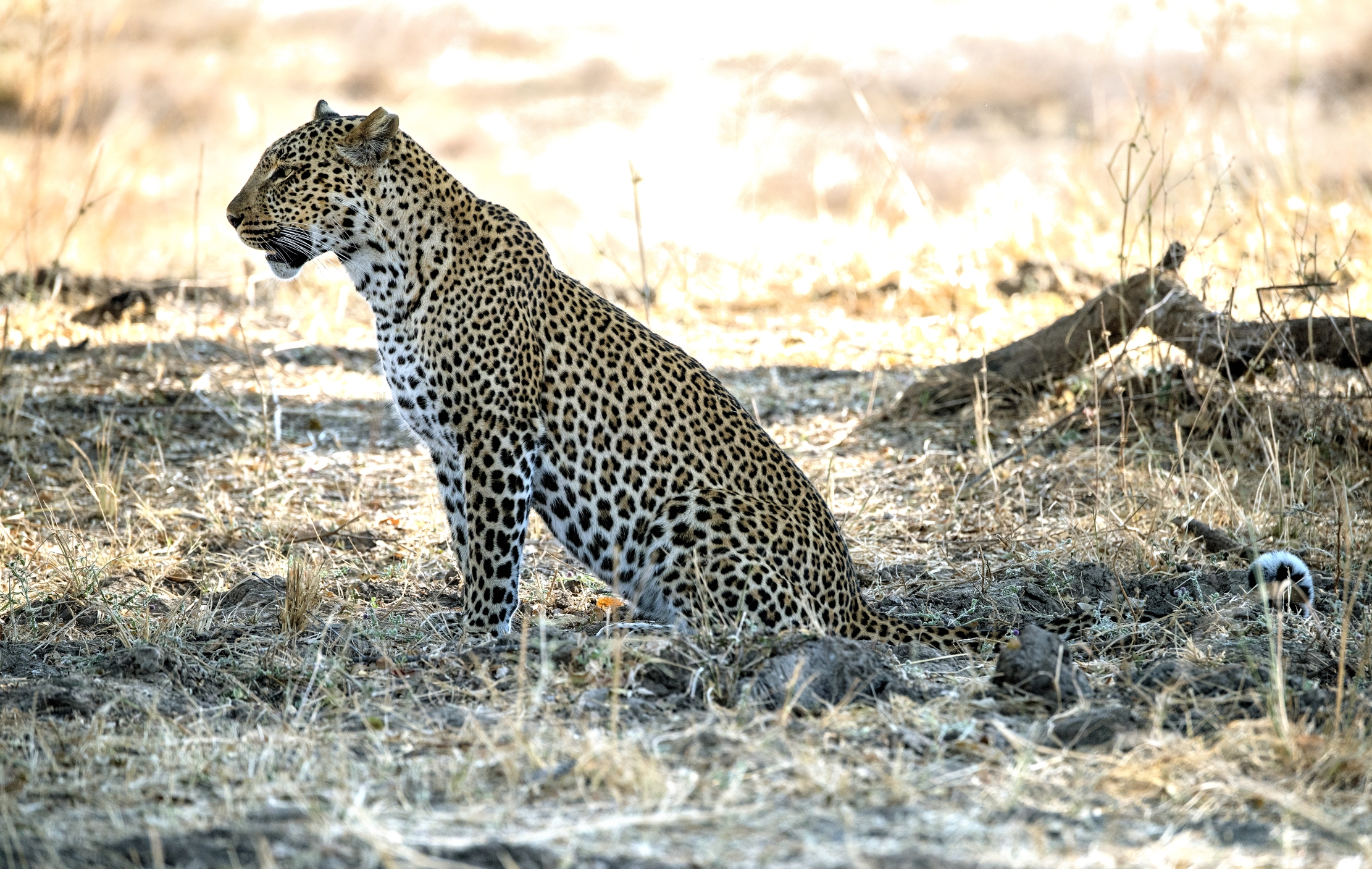 Zambia 2015 - A terra