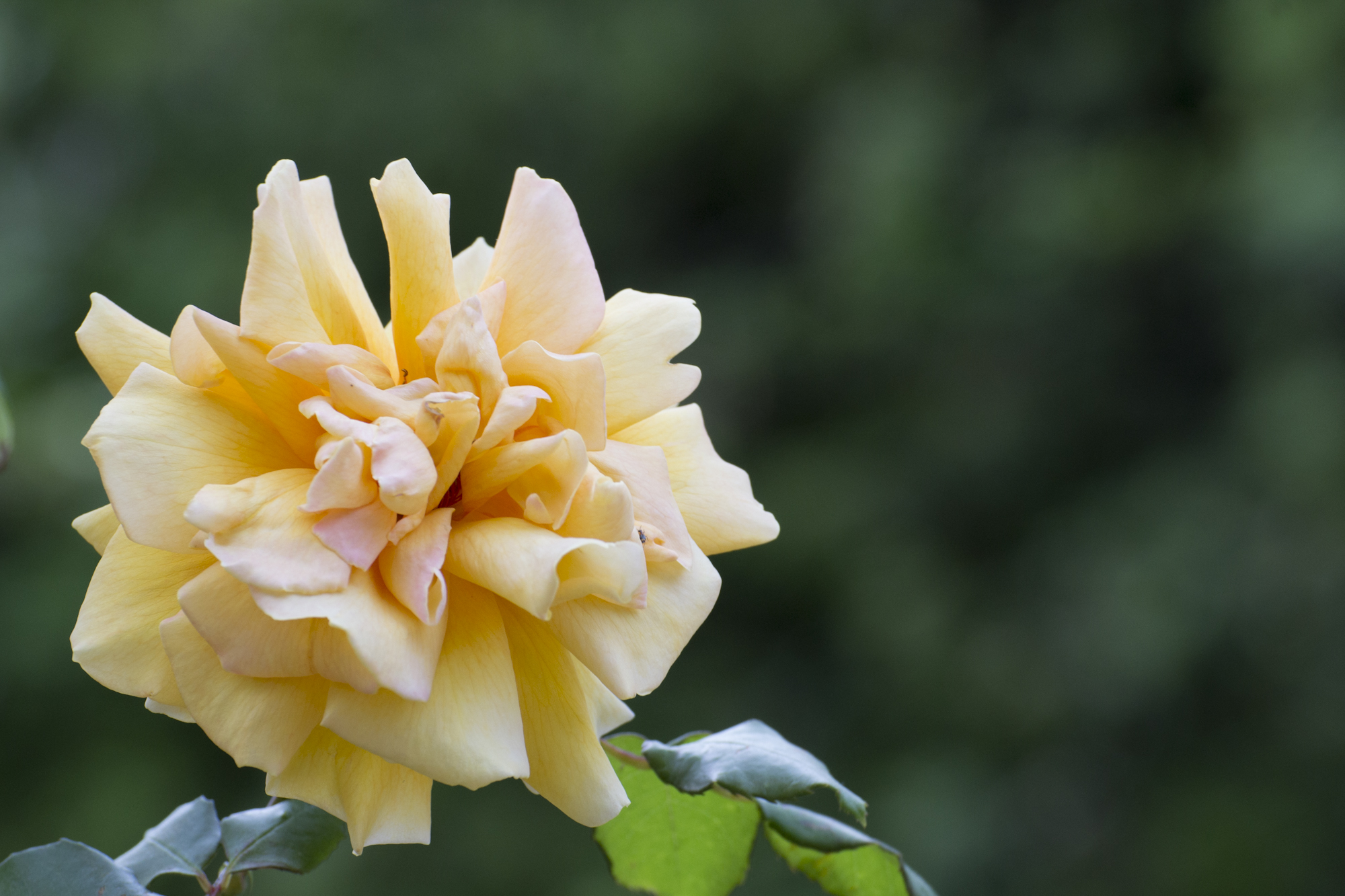 [no_id] Fiore non identificato