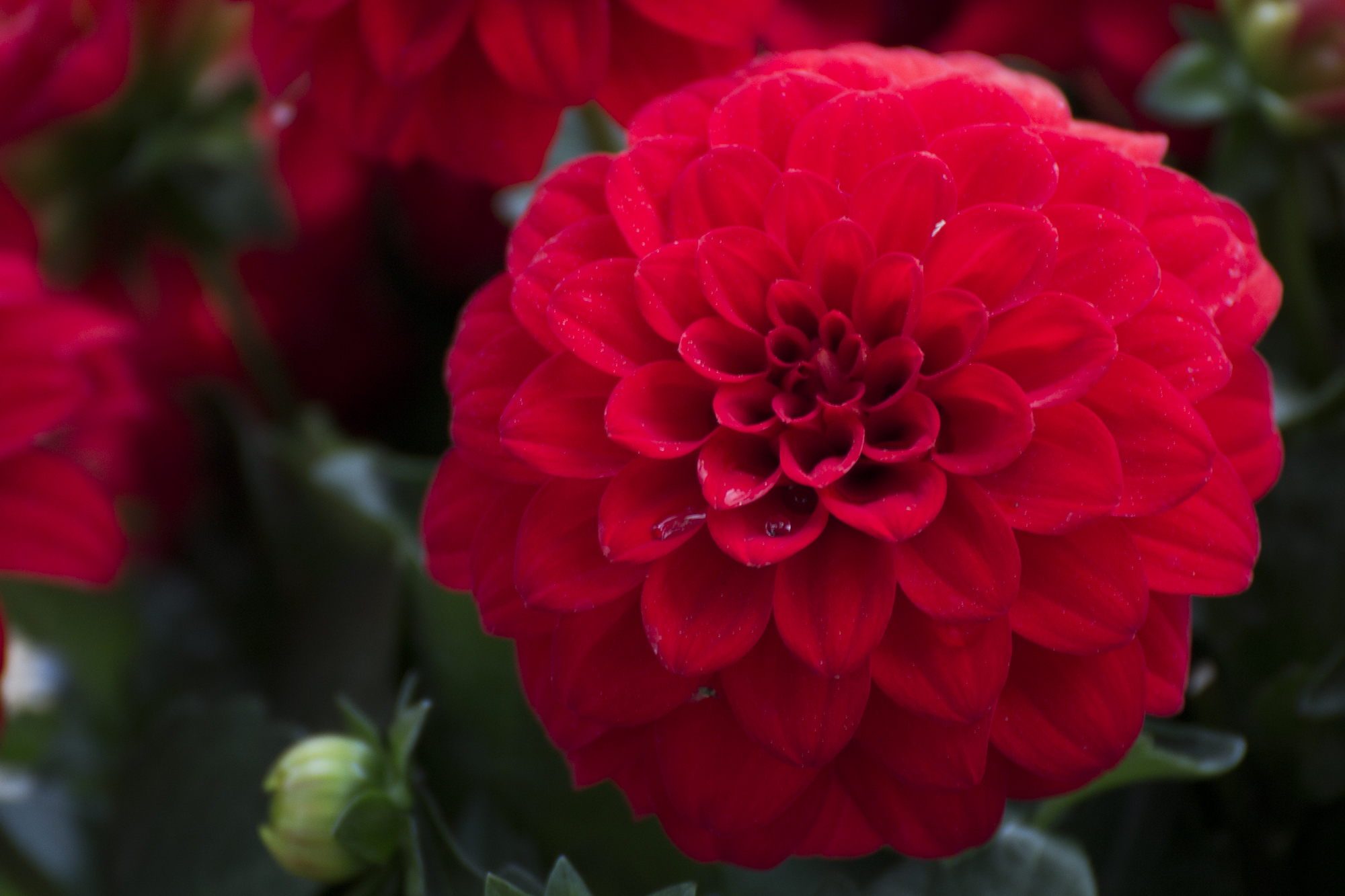 [no_id] Fiore non identificato