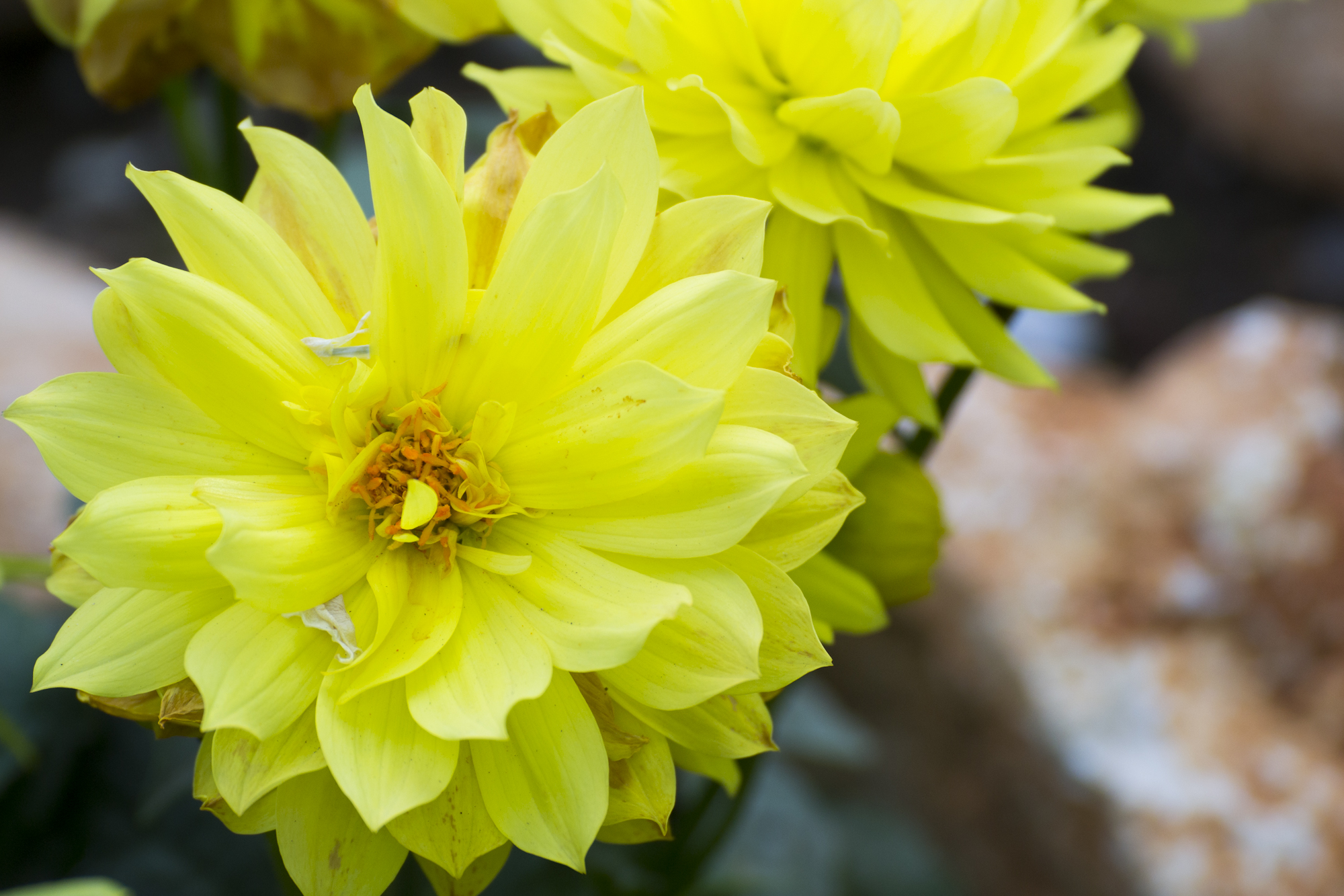 [no_id] Fiore non identificato