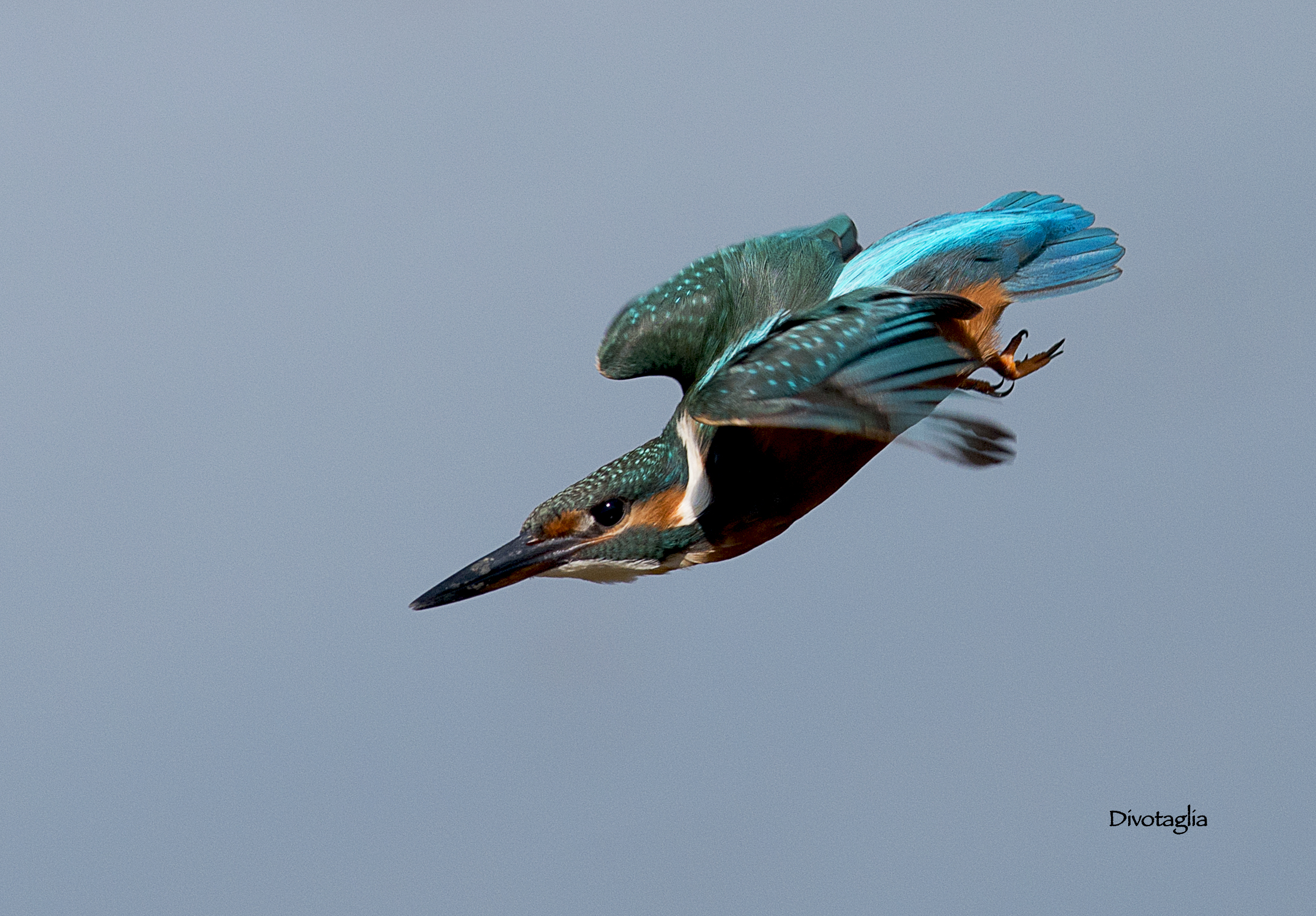 Martin goes' fishing