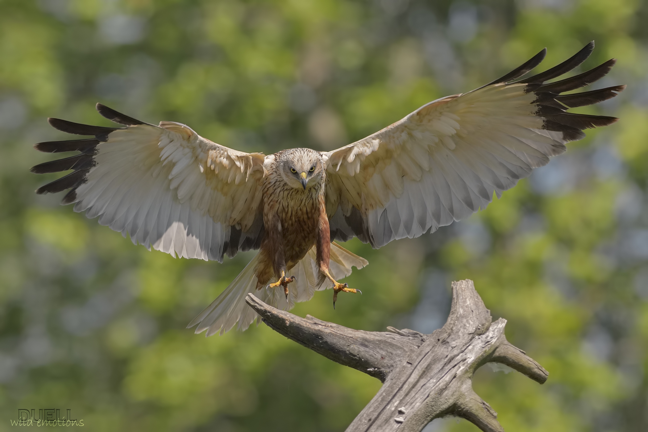 occhio a non tagliare nulla!!