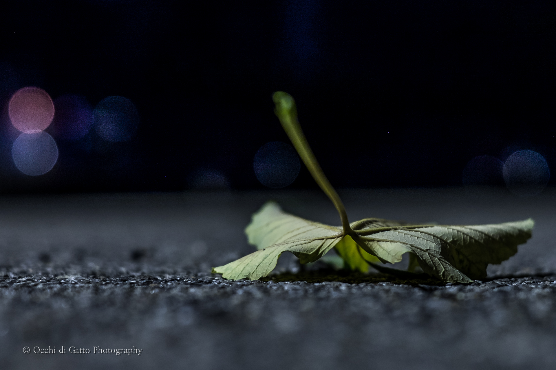 Legnano, 7 settembre 2015