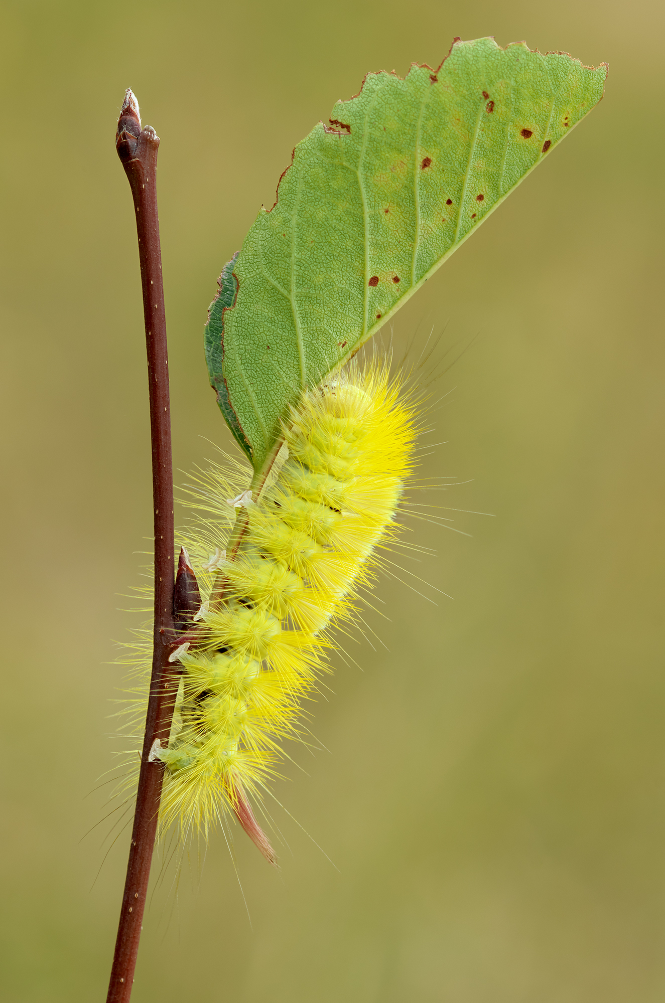 Calliteara pudibunda