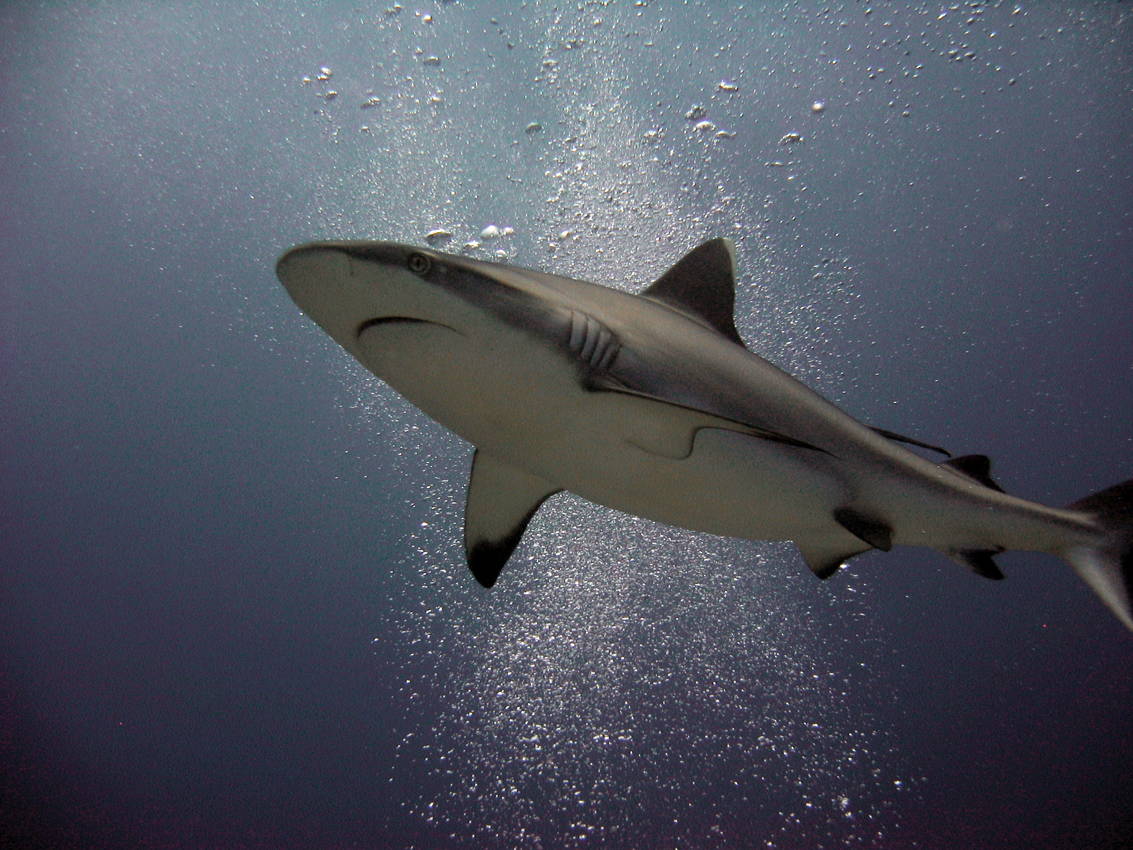 Whitetip Reef Shark