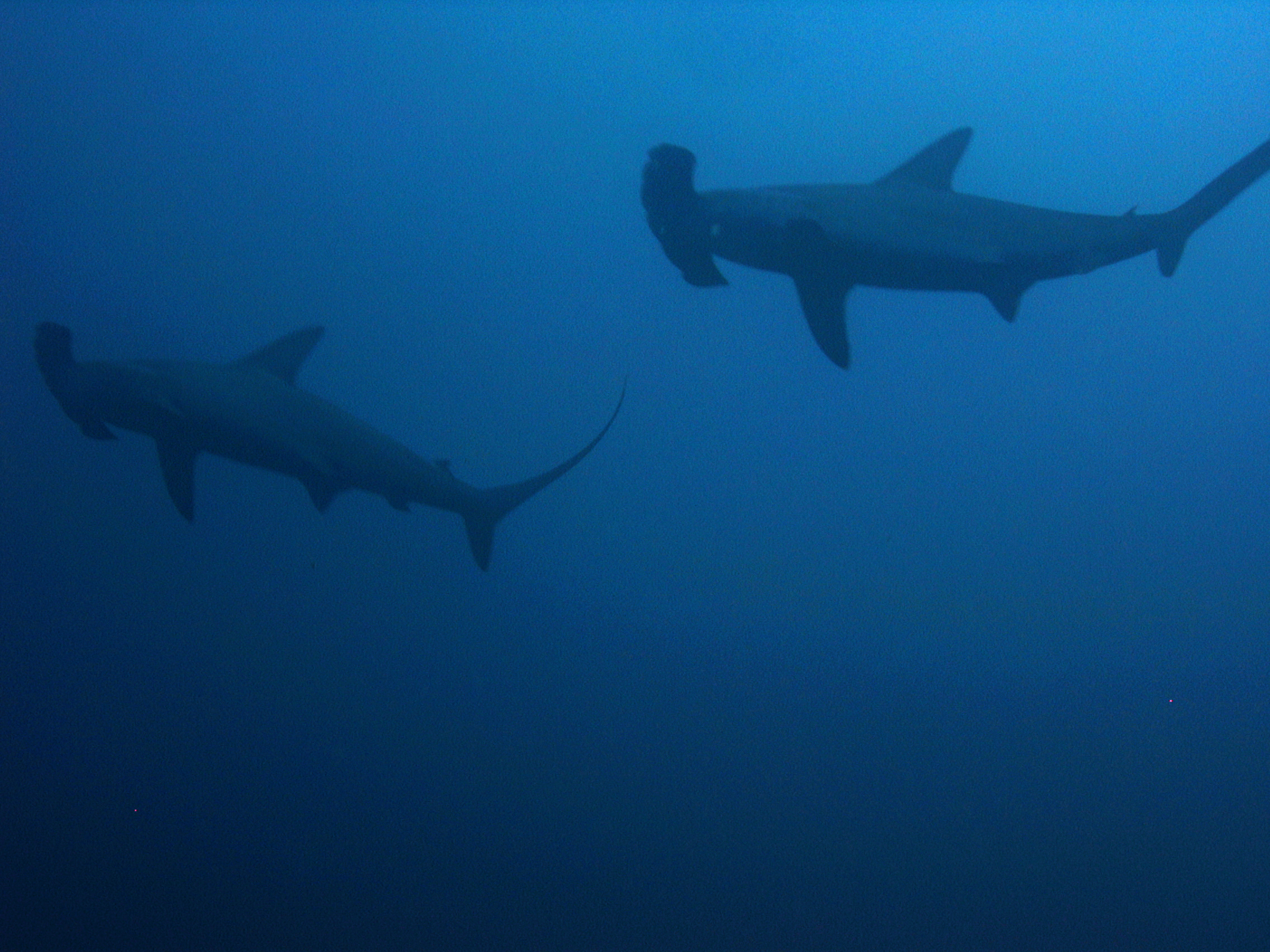 Hammerhead Sharks
