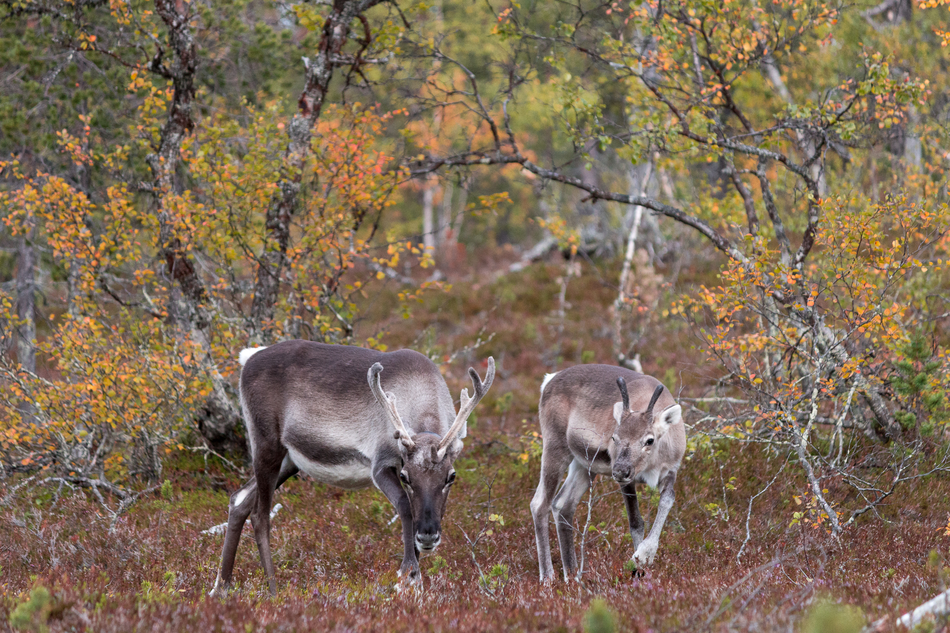 Reindeers and ruska