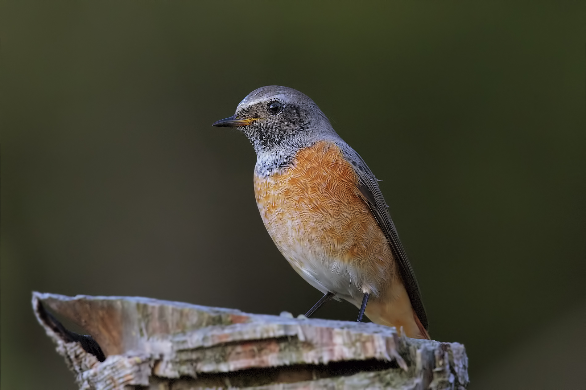 Redstart