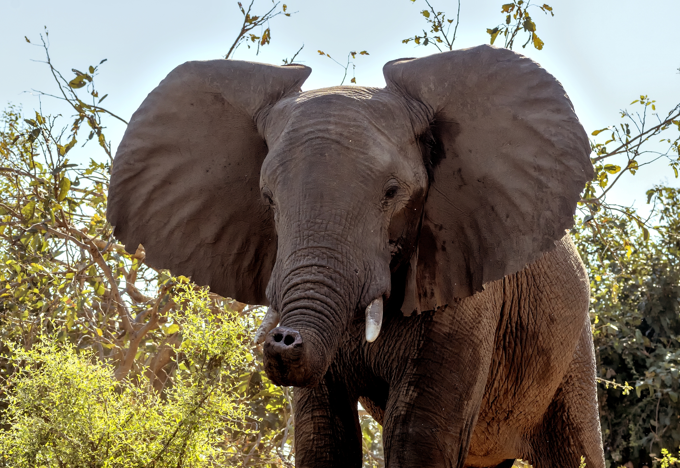 Zambia 2015 - Di proboscide