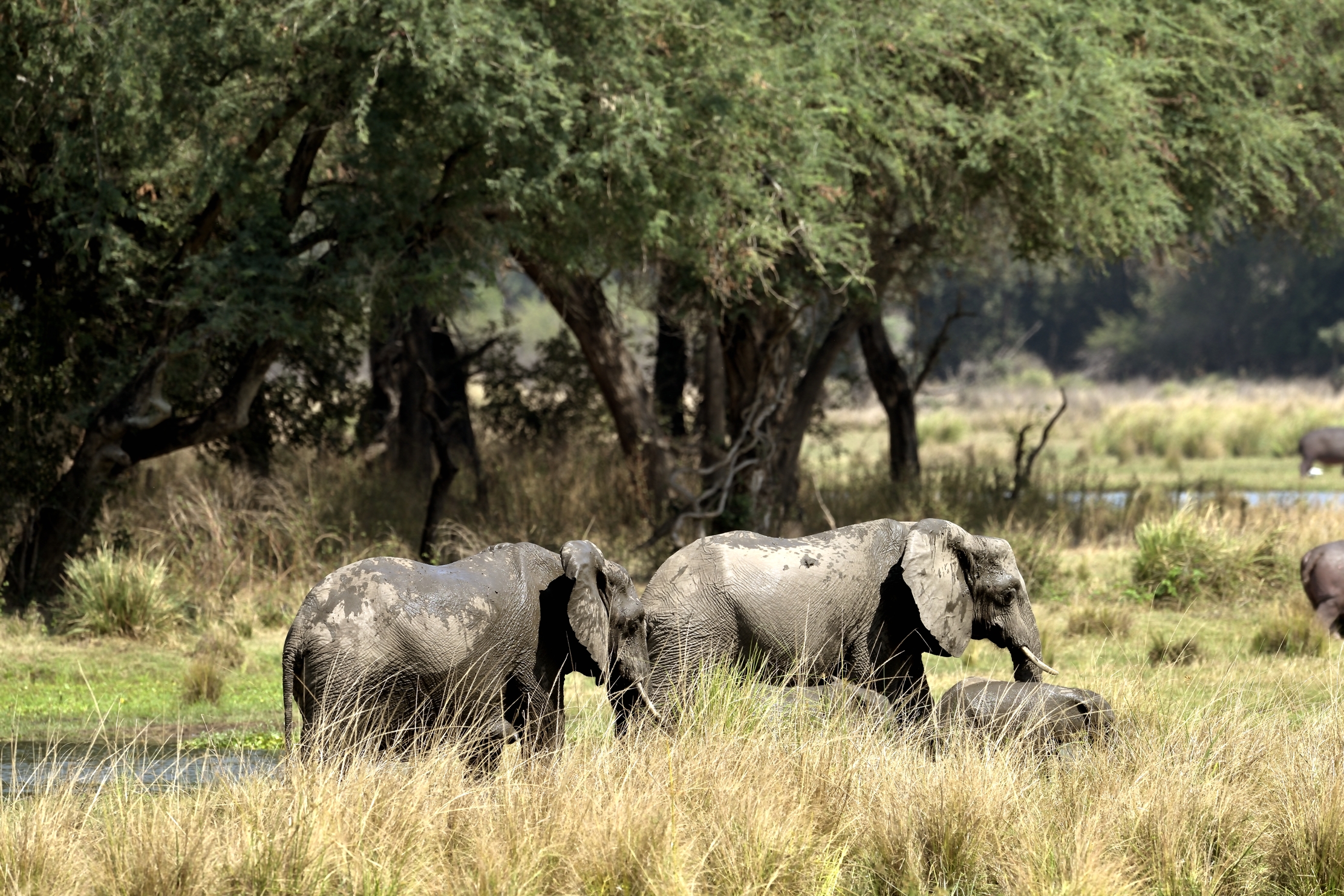 Zambia 2015 - Nel Lower Zambesi
