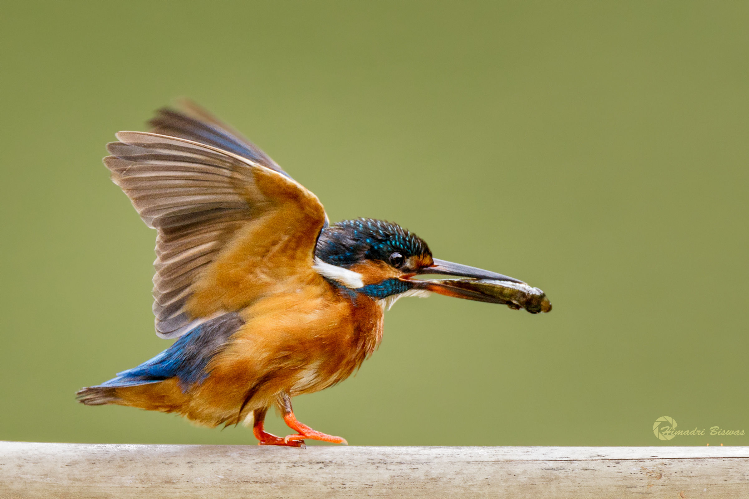 Common Kingfisher