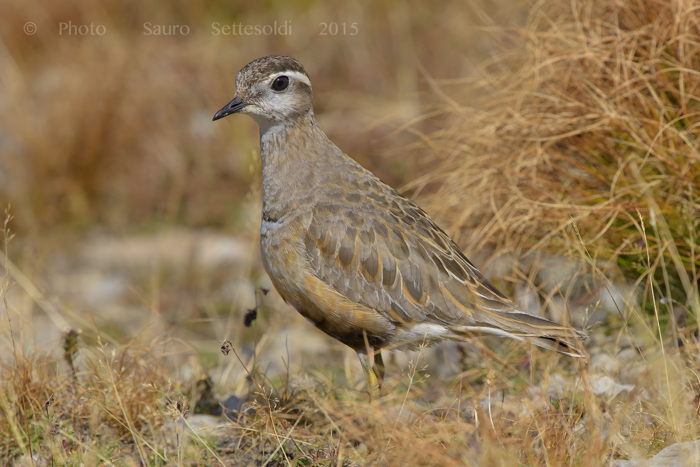 Attenti!!! Piviere tortolino