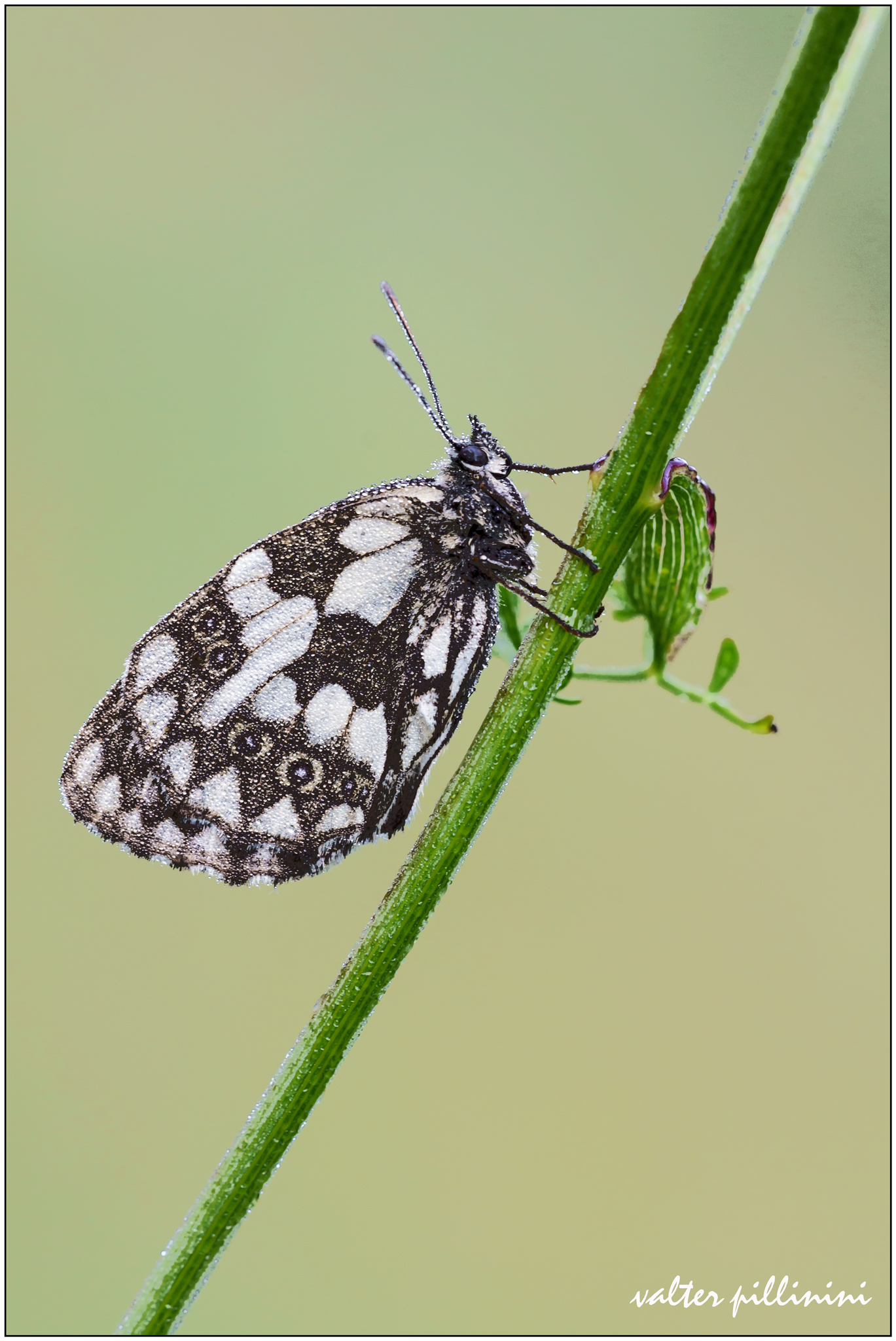 Melanargia galathea