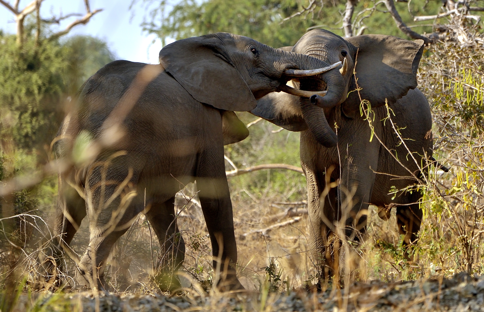 Zambia 2015 - Confronti