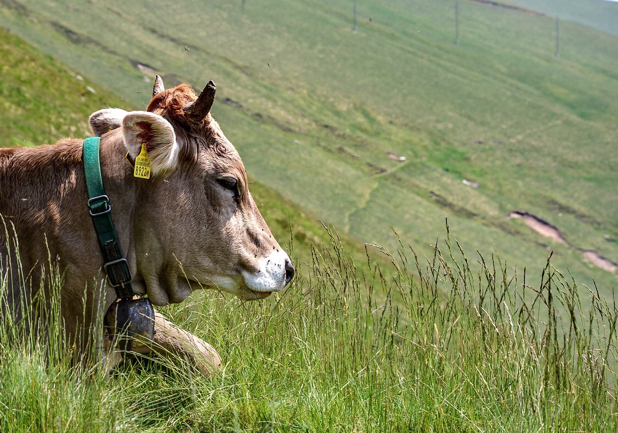 Meditation on Monte Generoso