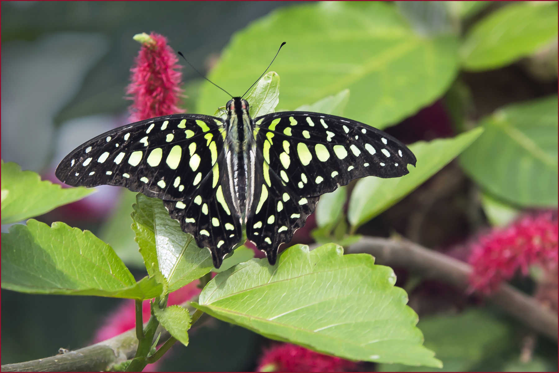 Butterfly Conservatory