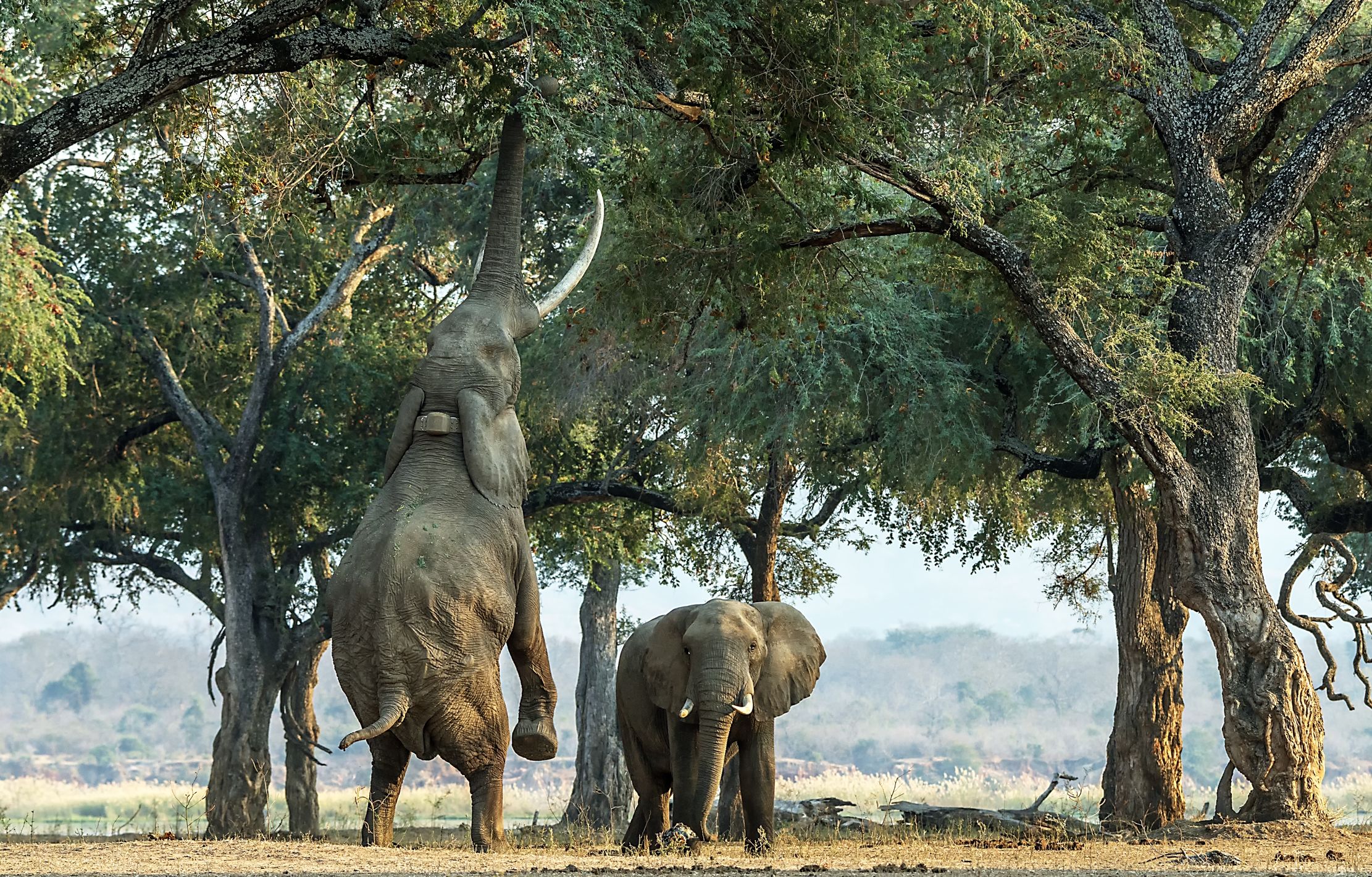 Zimbabwe 2015 - Boswells