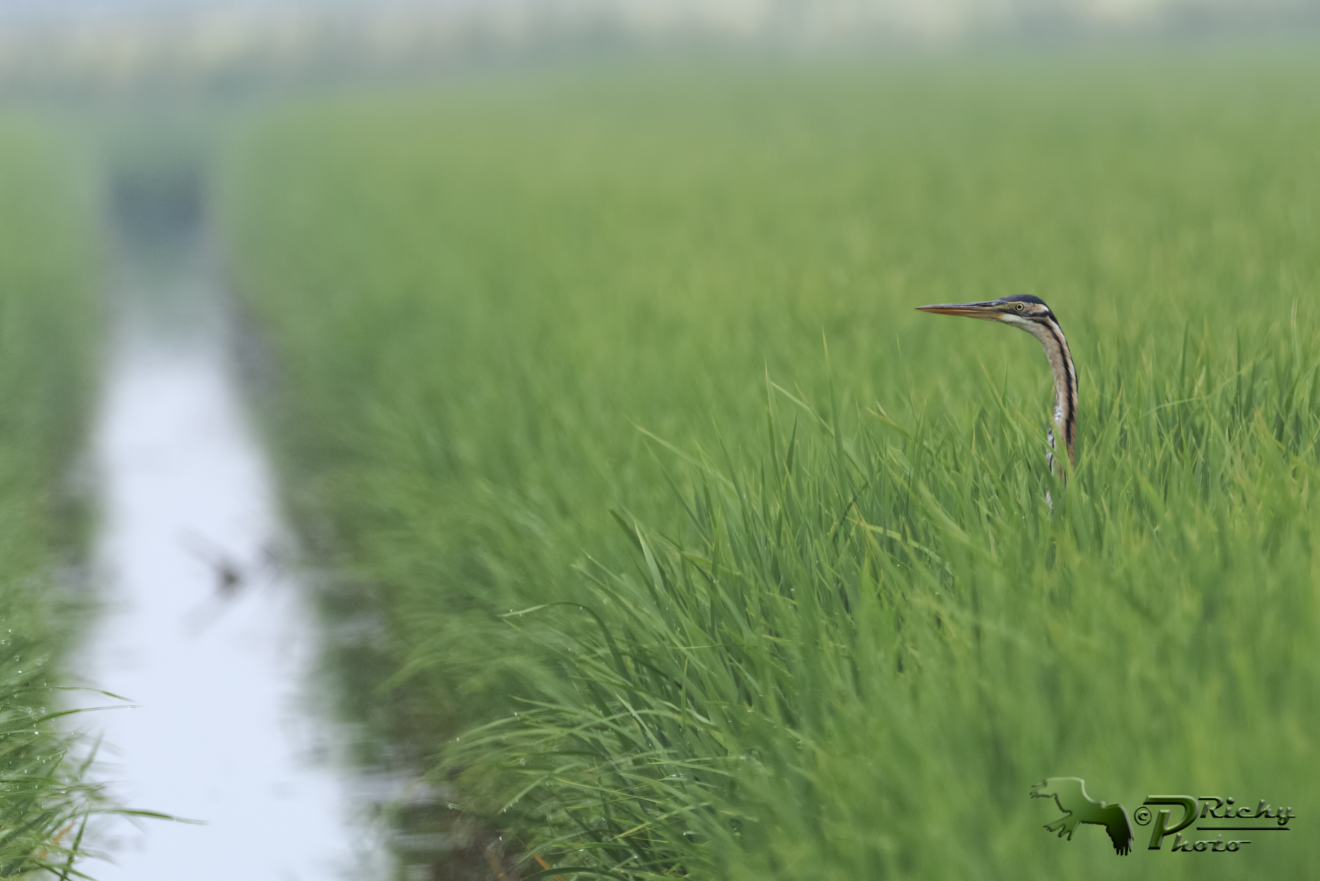 Verde, Bianco...ed il Rosso !