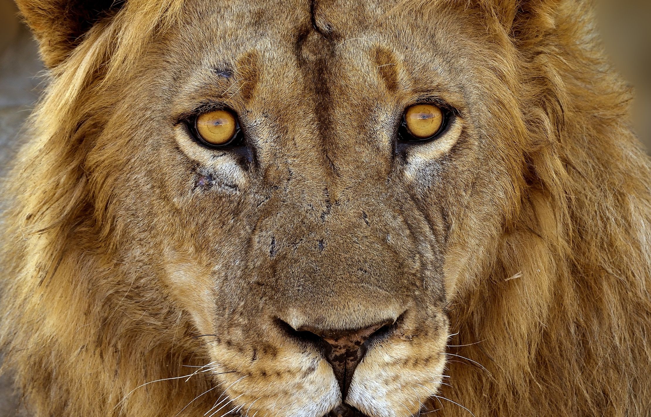 Zambia 2015 - Ritratto