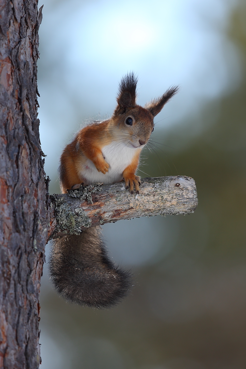Red squirrel