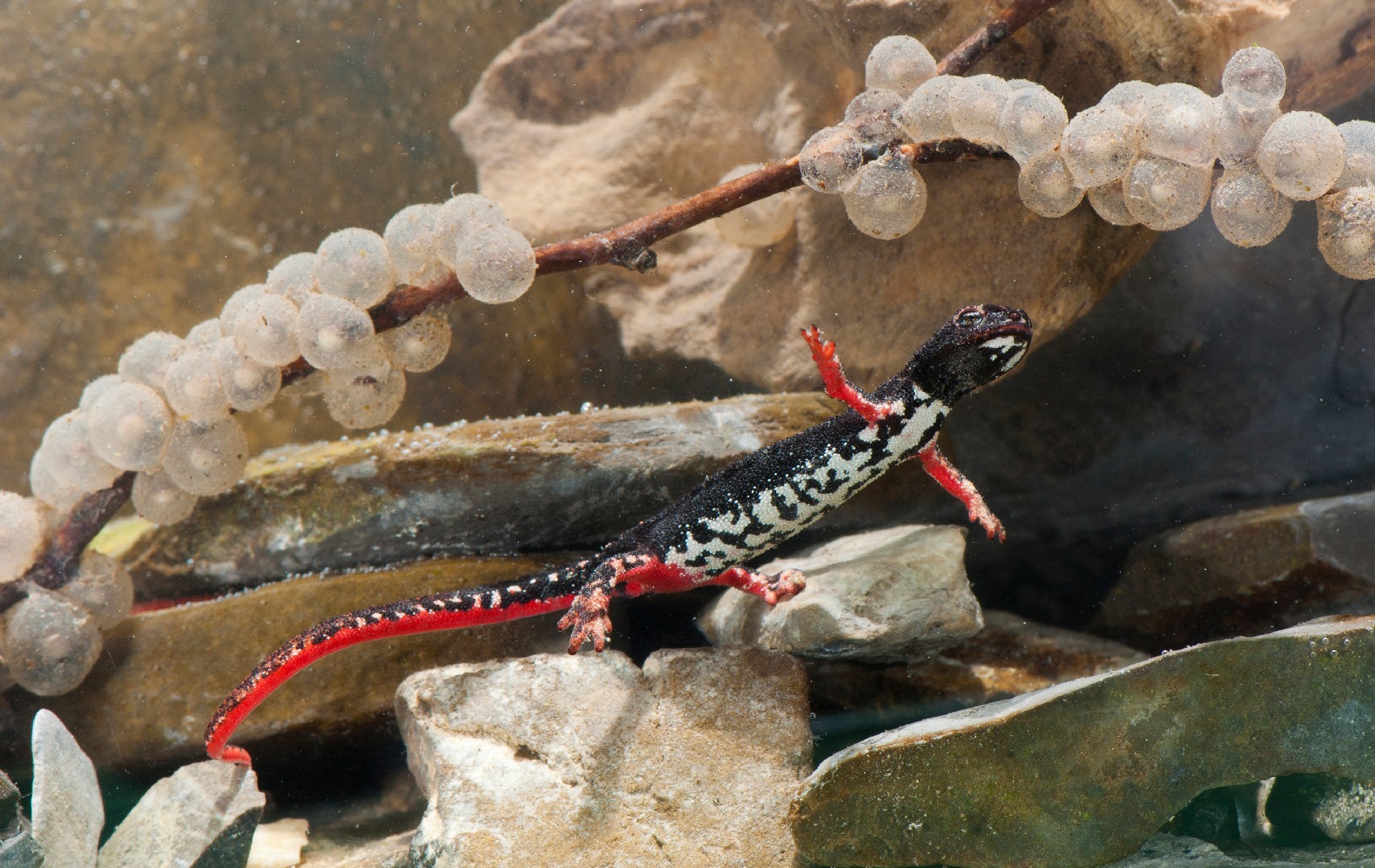 Salamandra