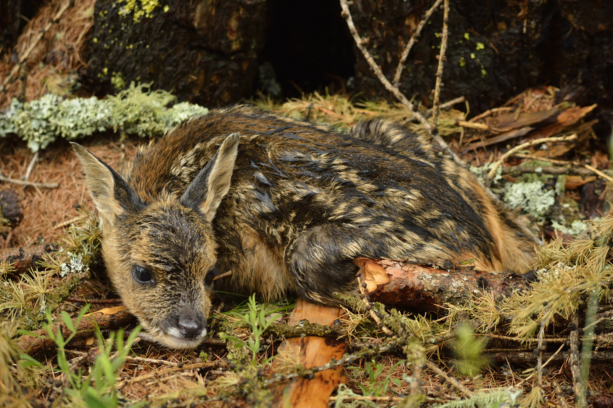 nuova vita (capriolo)