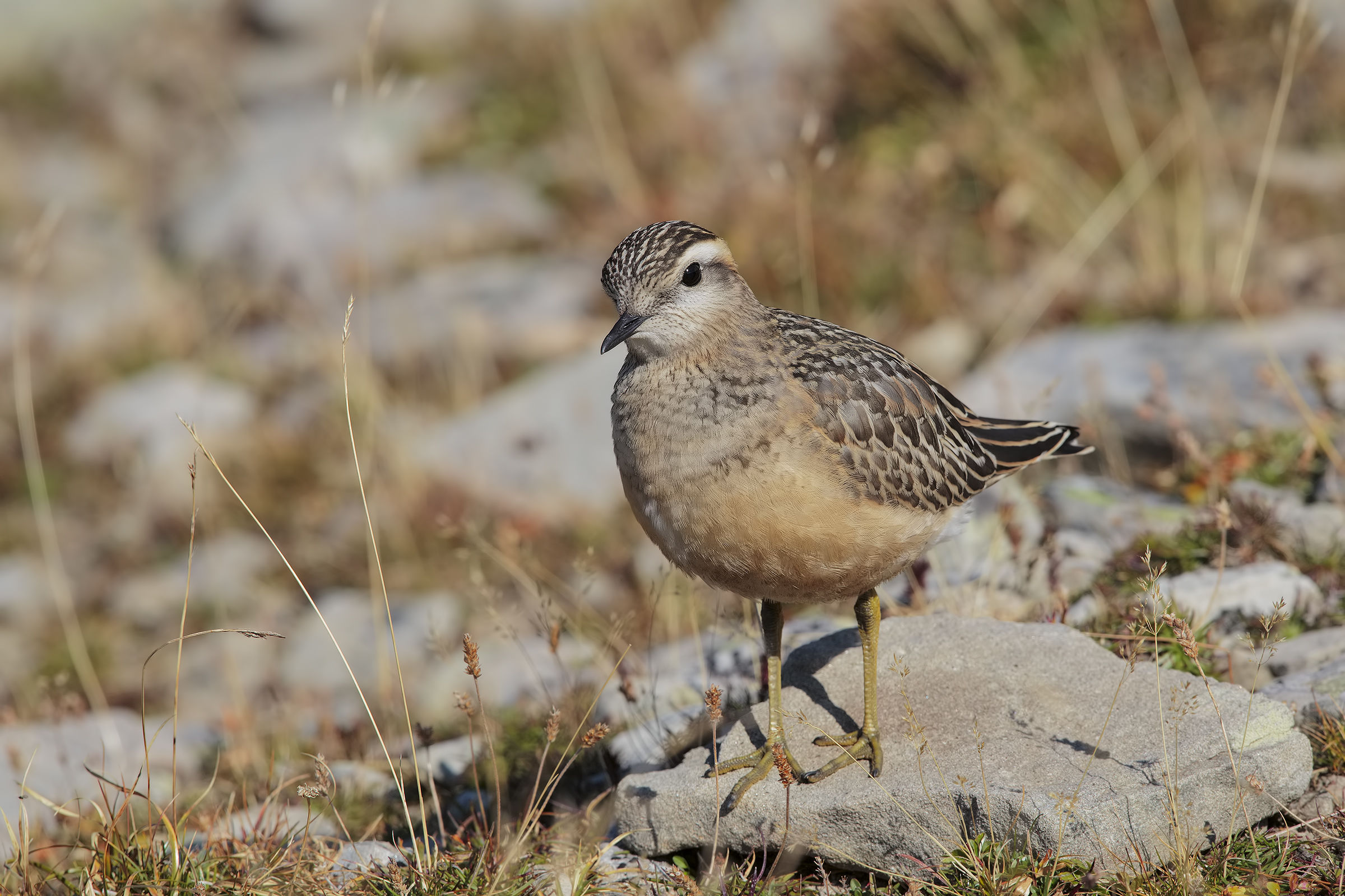 dotterel 2015