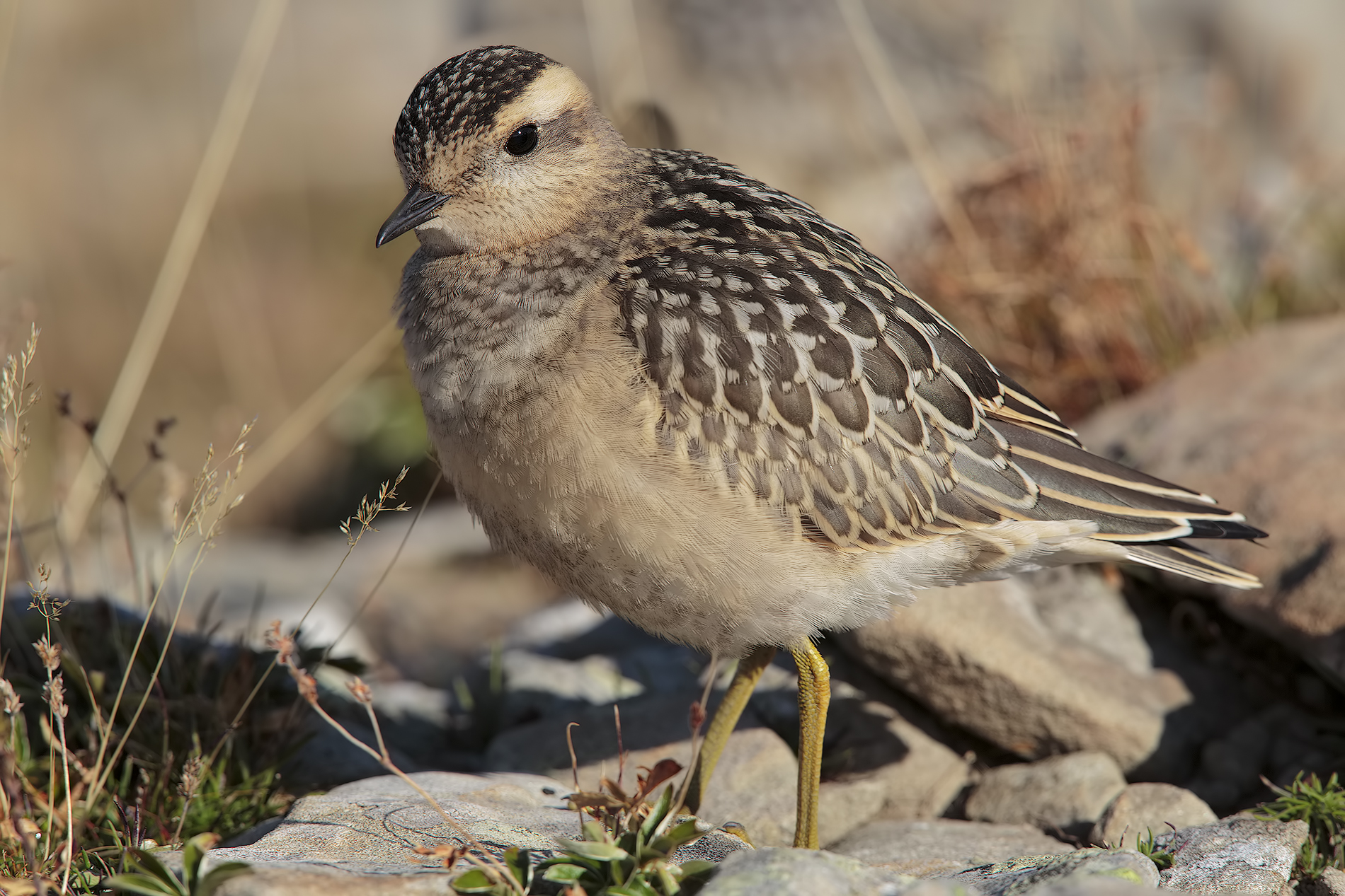 plover tortolino2 2015