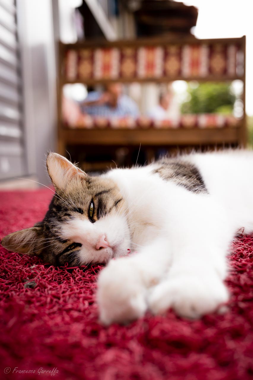 The kings of Istanbul # 1