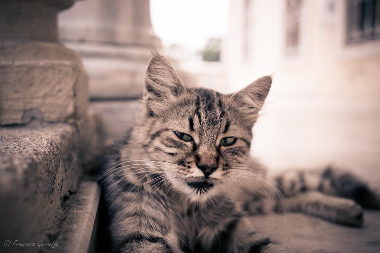 The kings of Istanbul # 3