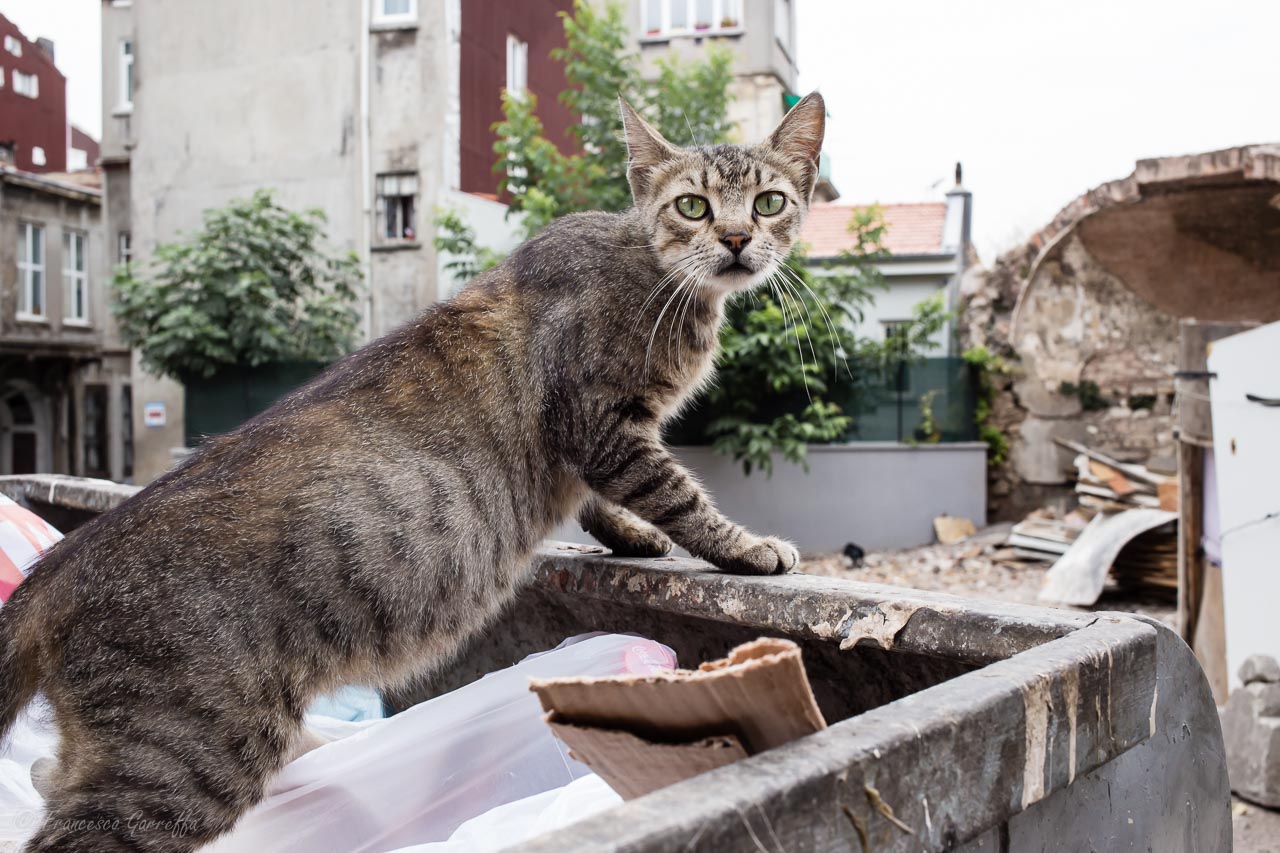 The kings of Istanbul # 4