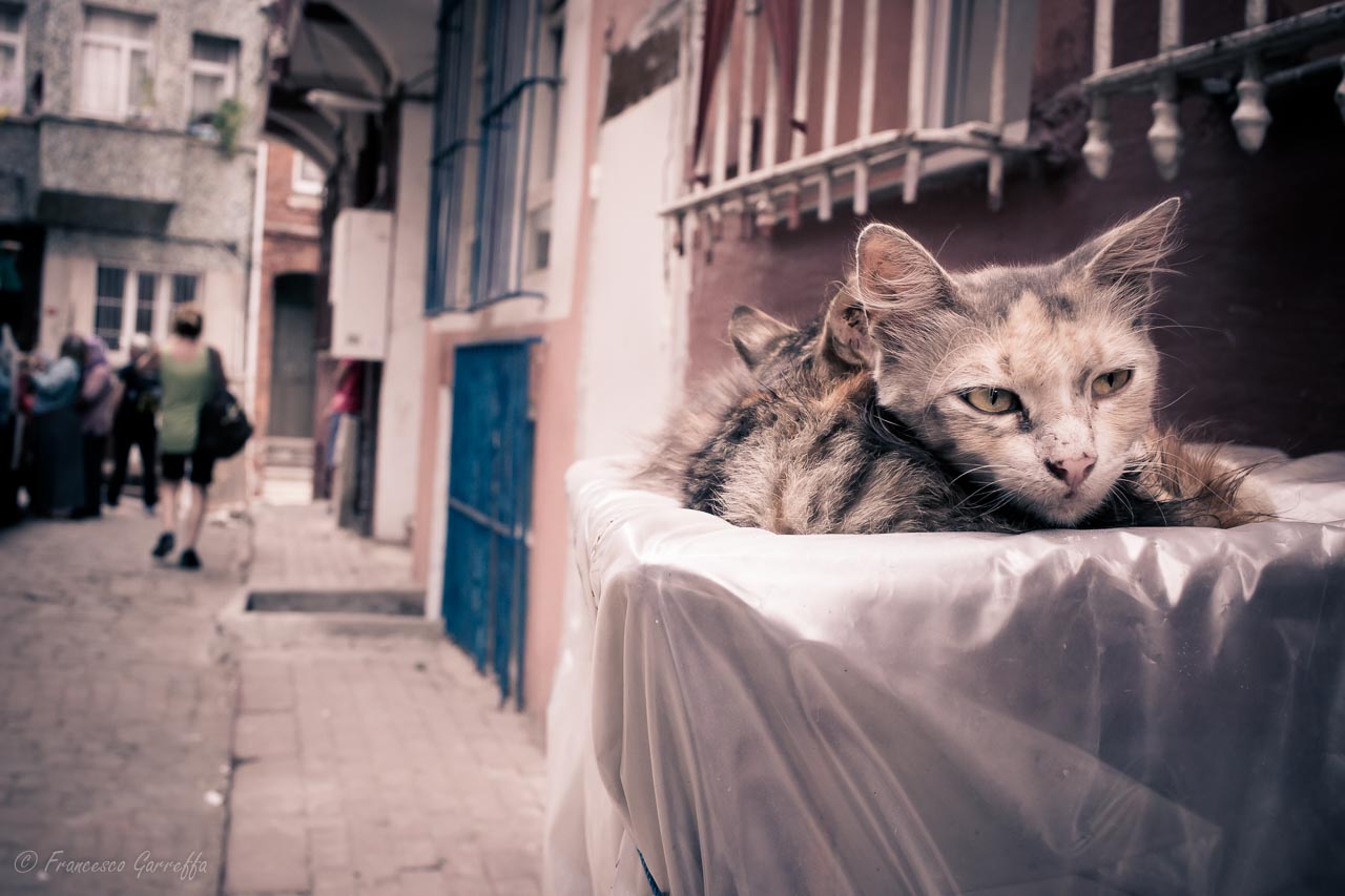 The kings of Istanbul # 5