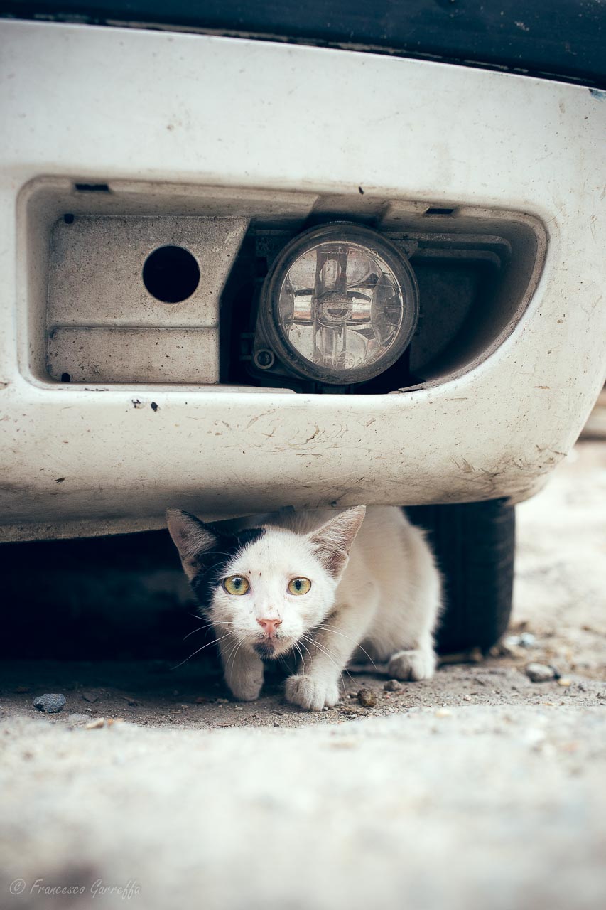 The kings of Istanbul # 6