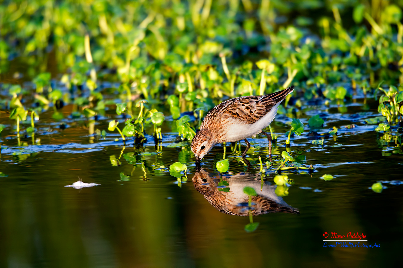 Gambecchio all 'alba