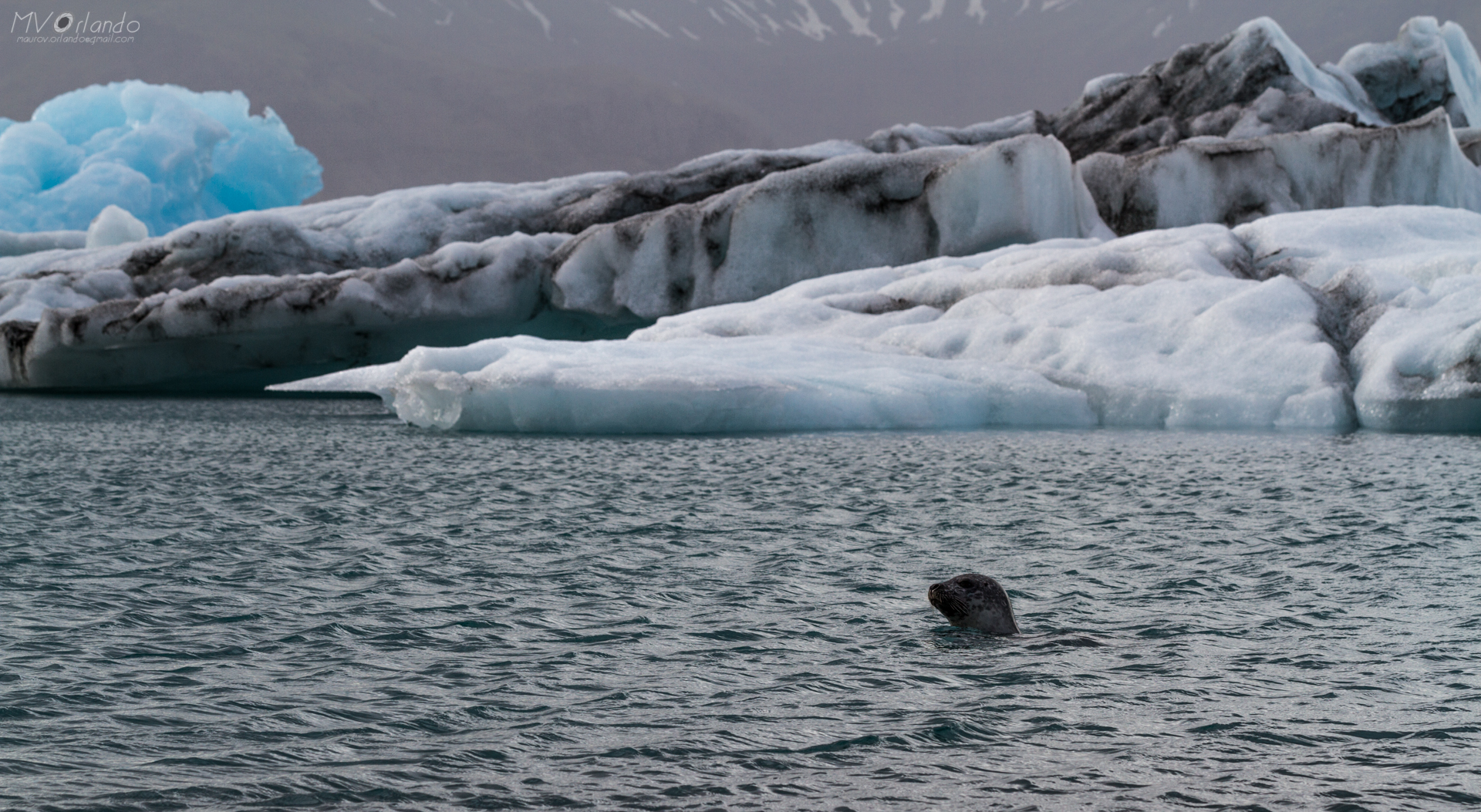 Curiosa tra i ghiacci