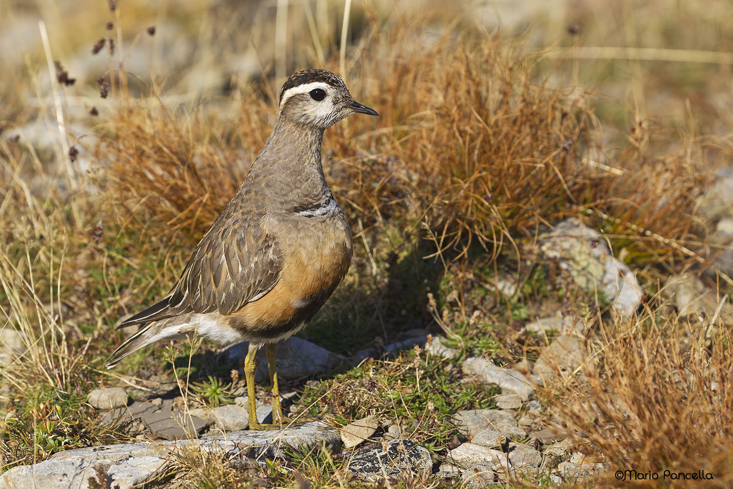 Dotterel (Charadrius morinellus)