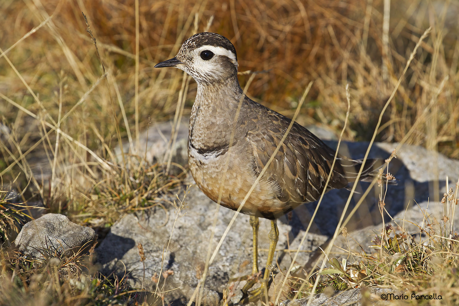 Dotterel (Charadrius morinellus)