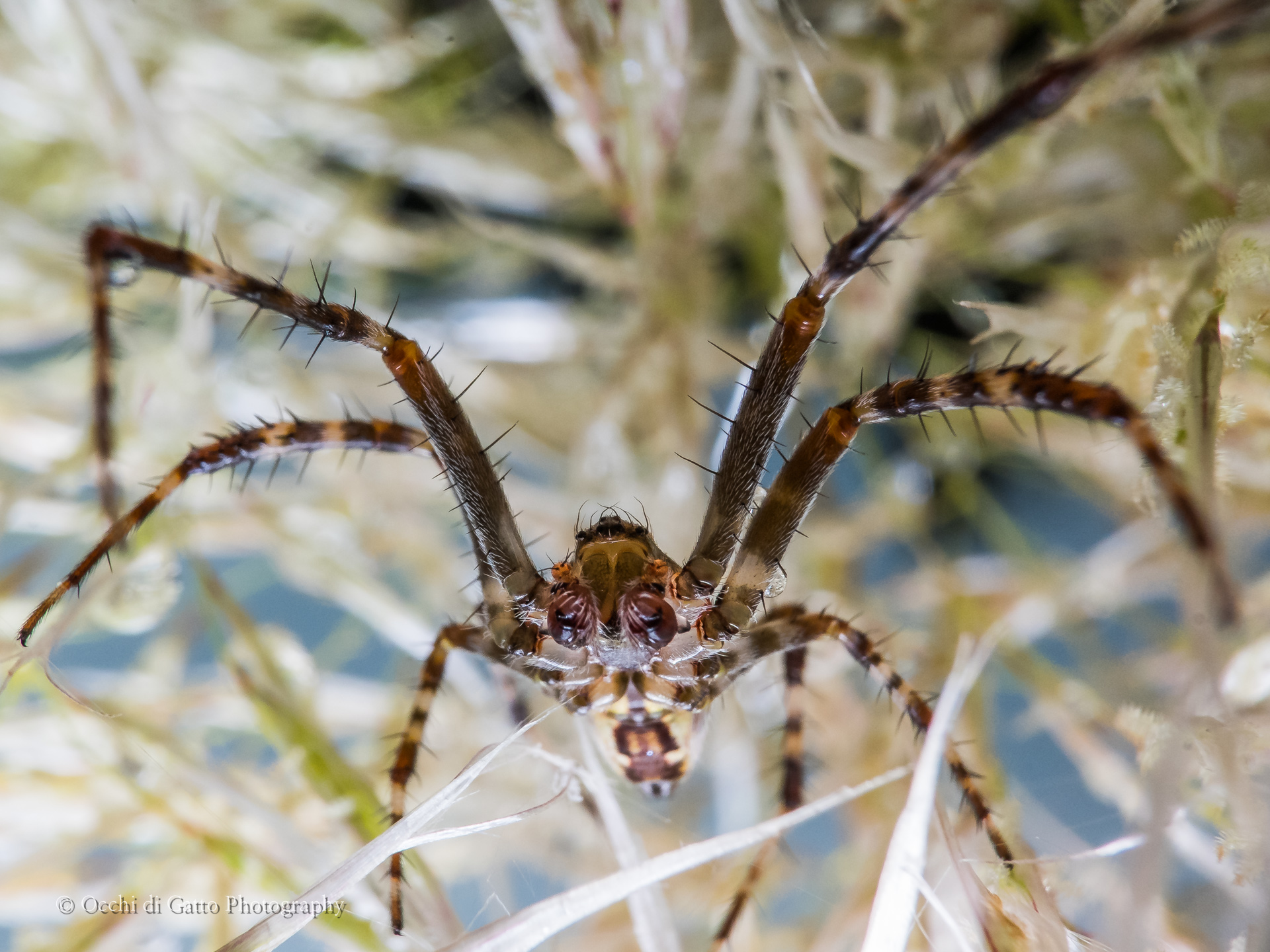 Araneus Diadematus