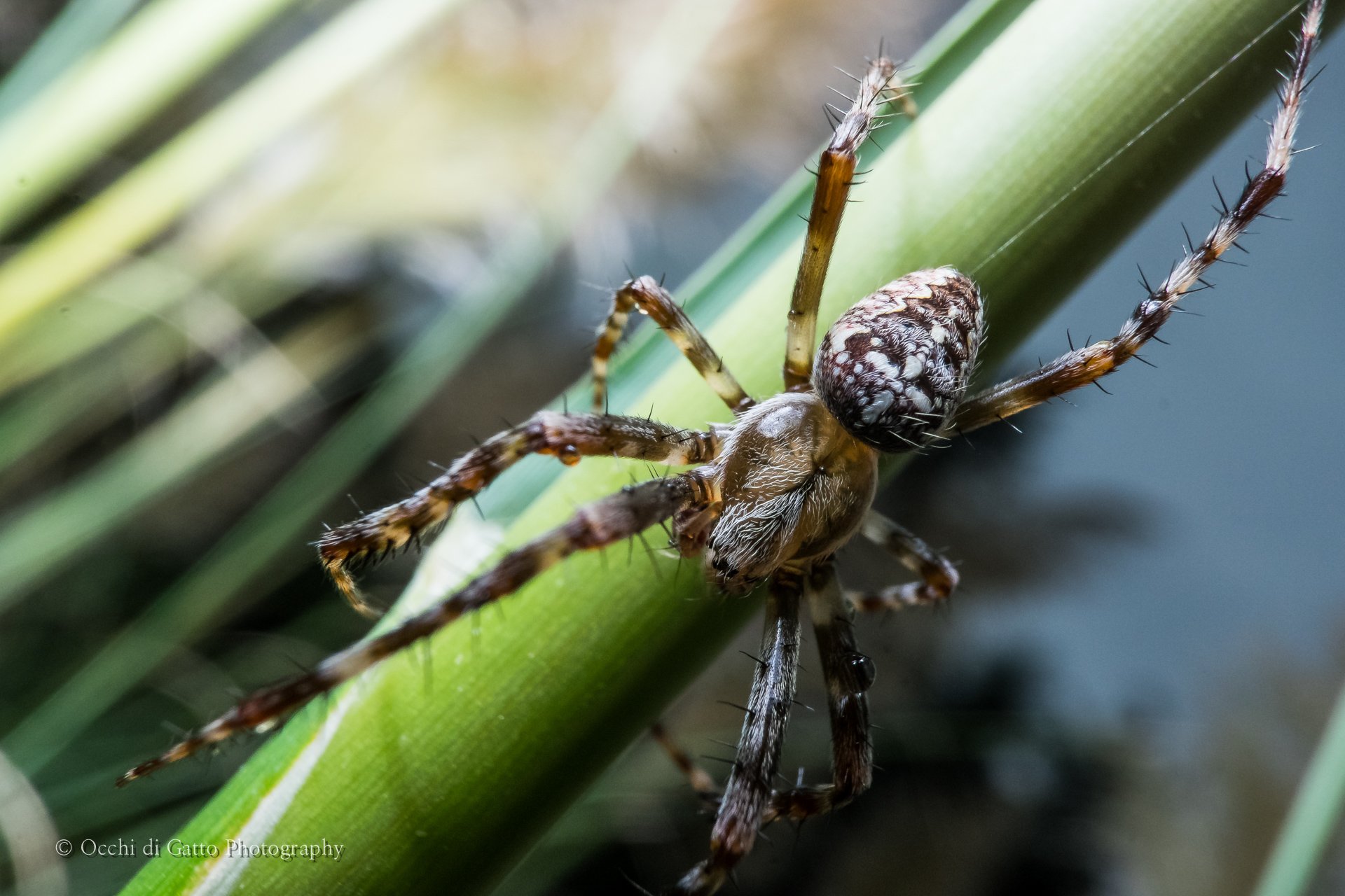 Araneus Diadematus 2