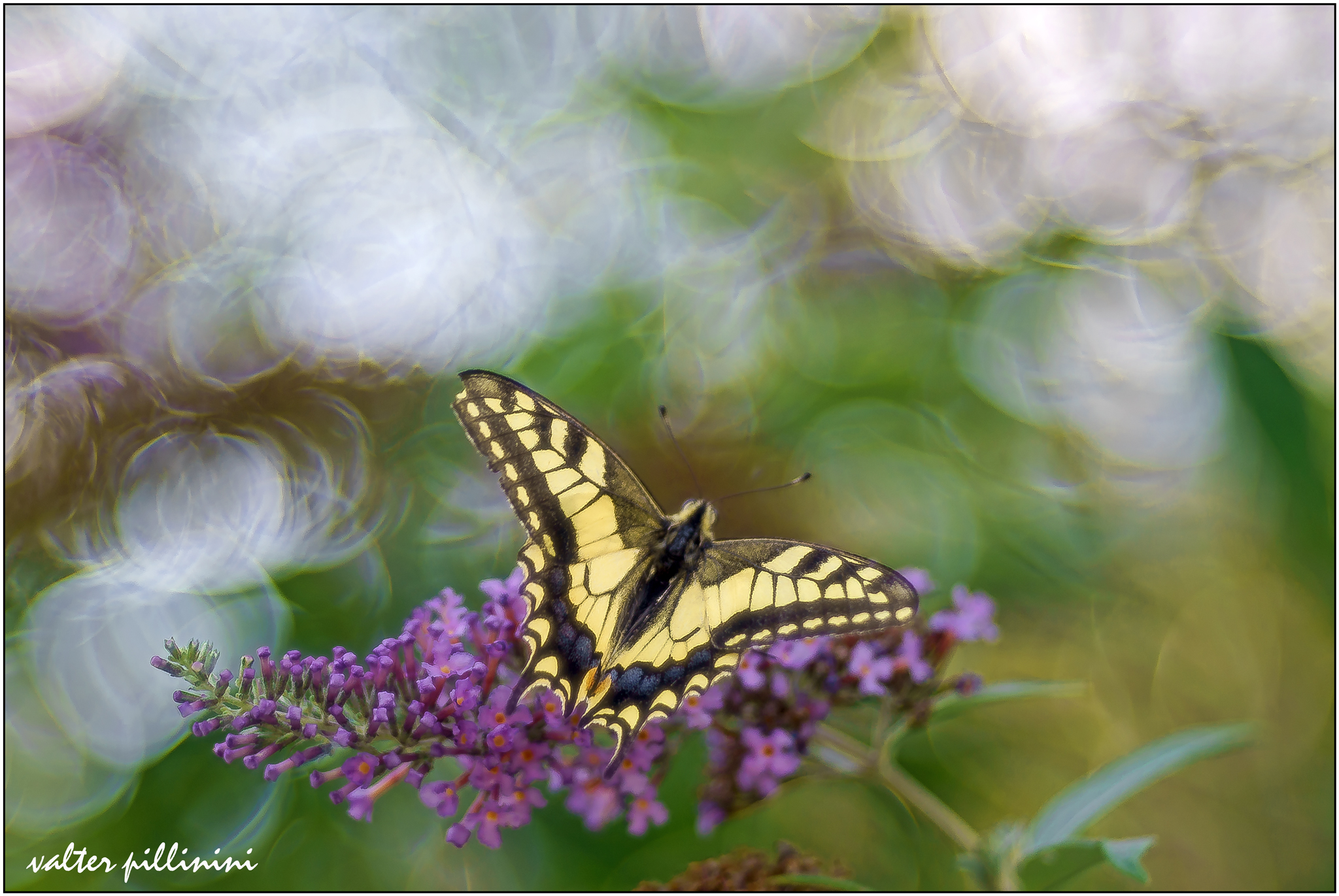Trioplan Machaon