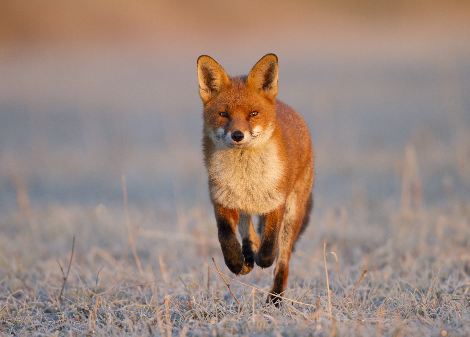 Red Fox