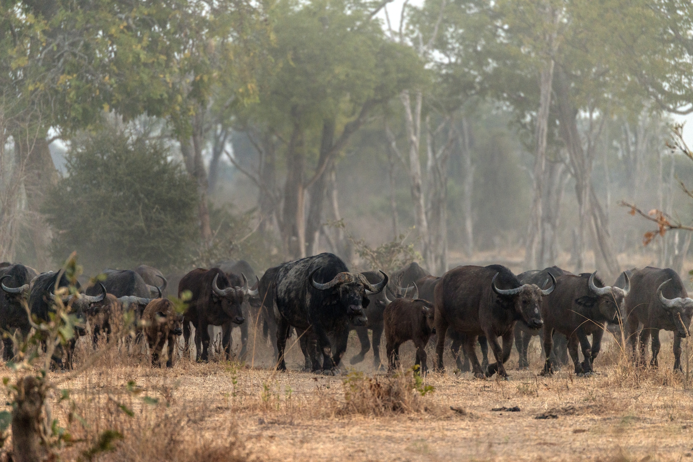 Zambia 2015 - Alle primissime luci