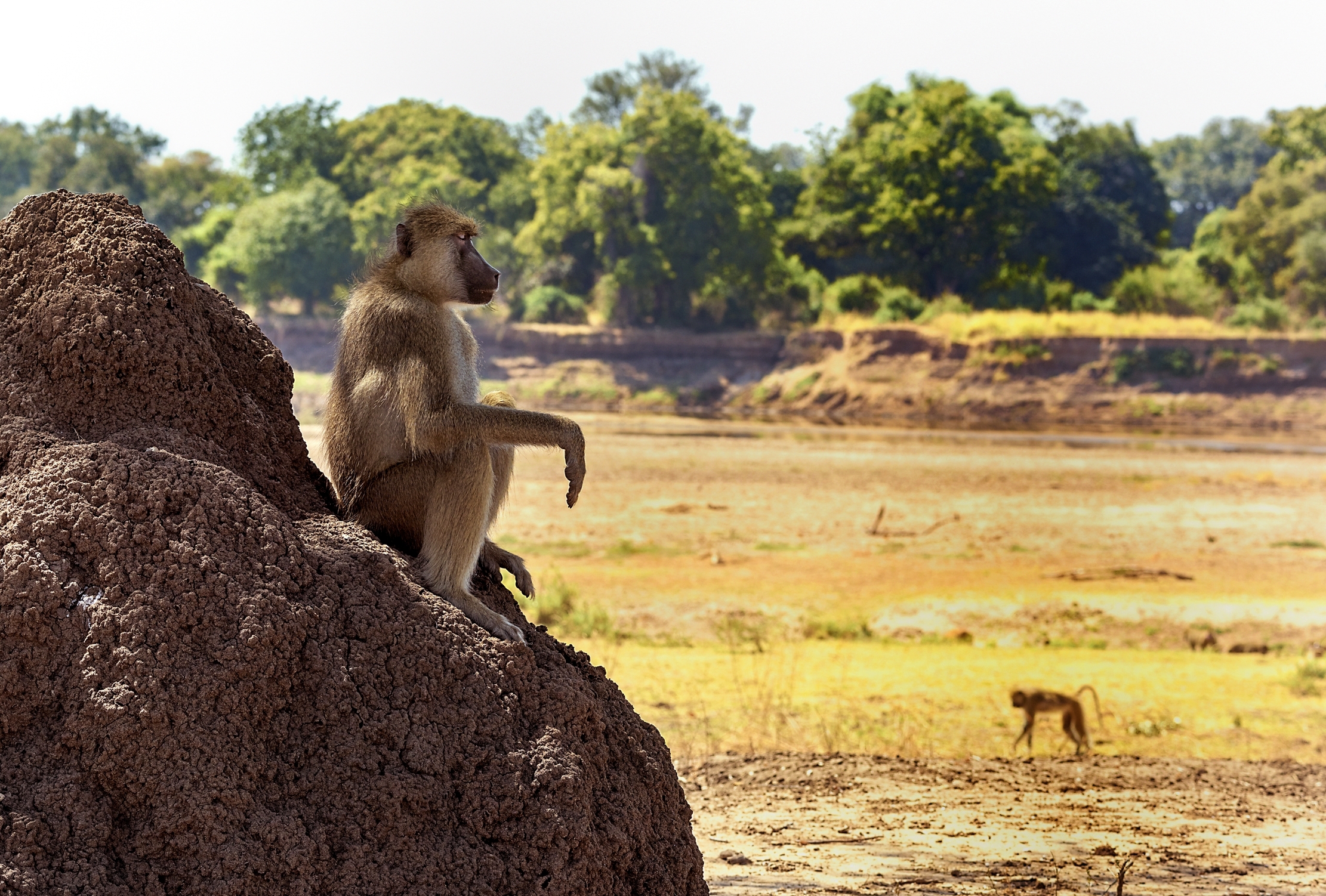 Zambia 2015 - Baboon