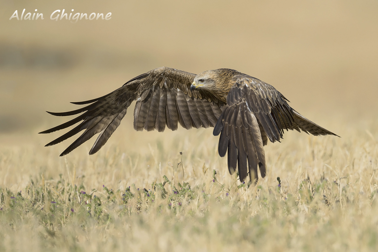 nibbio bruno  milvus migrans