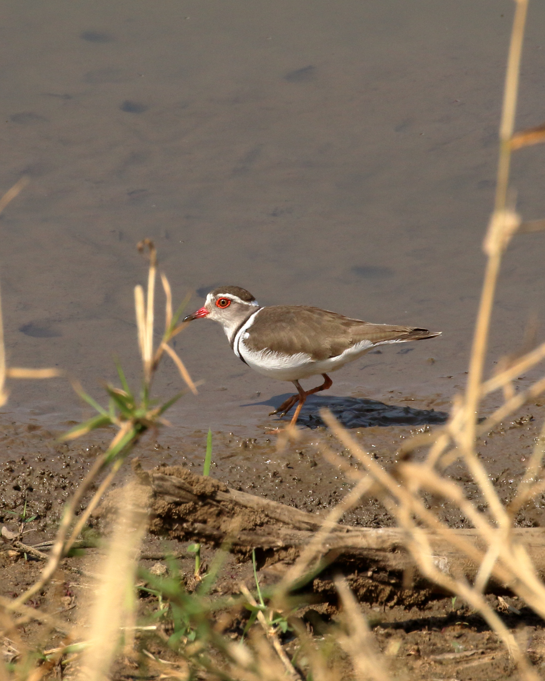 three-banded plover