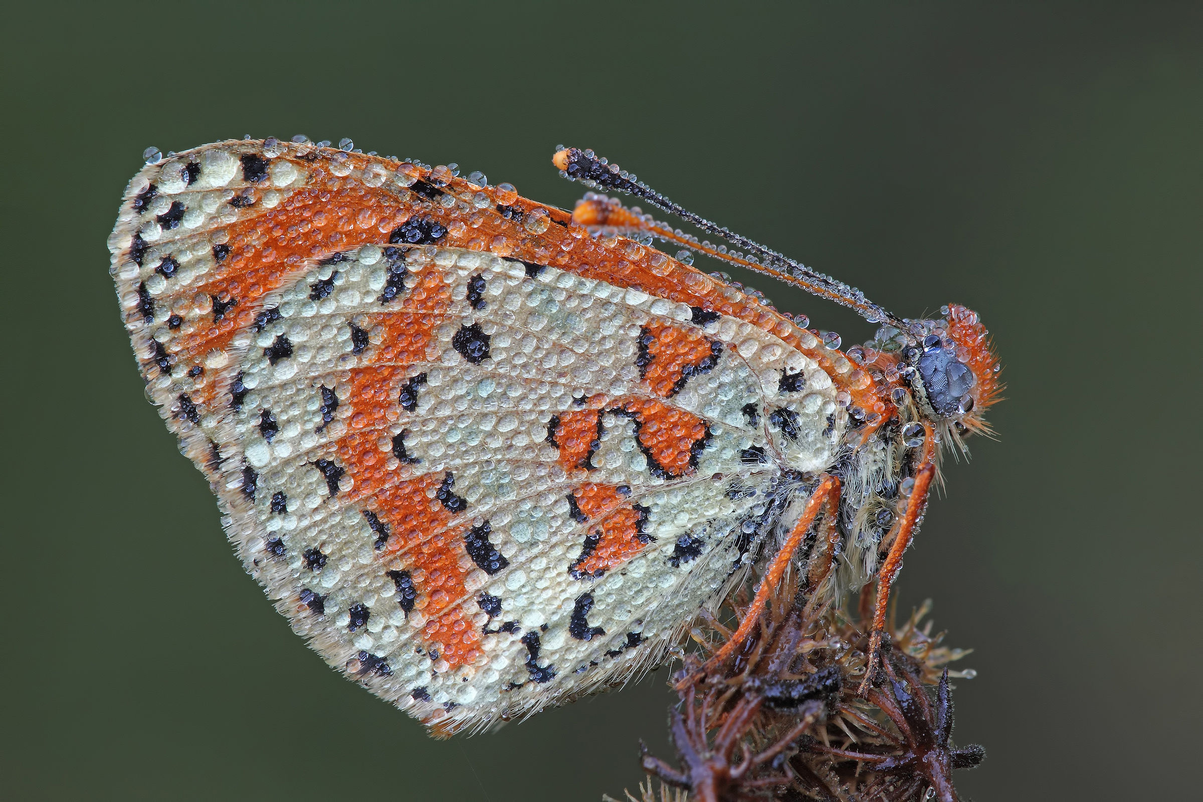 When you say ... dew!