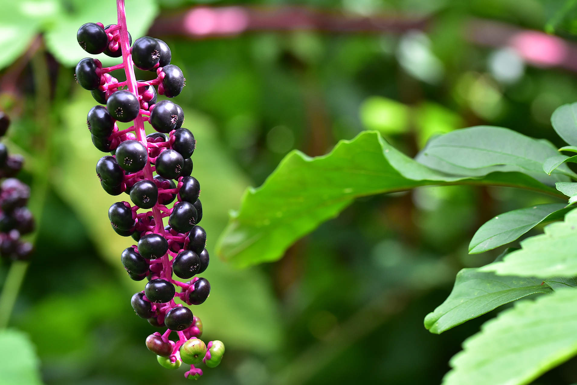 Pokeweed Americana- Grapes Turkish