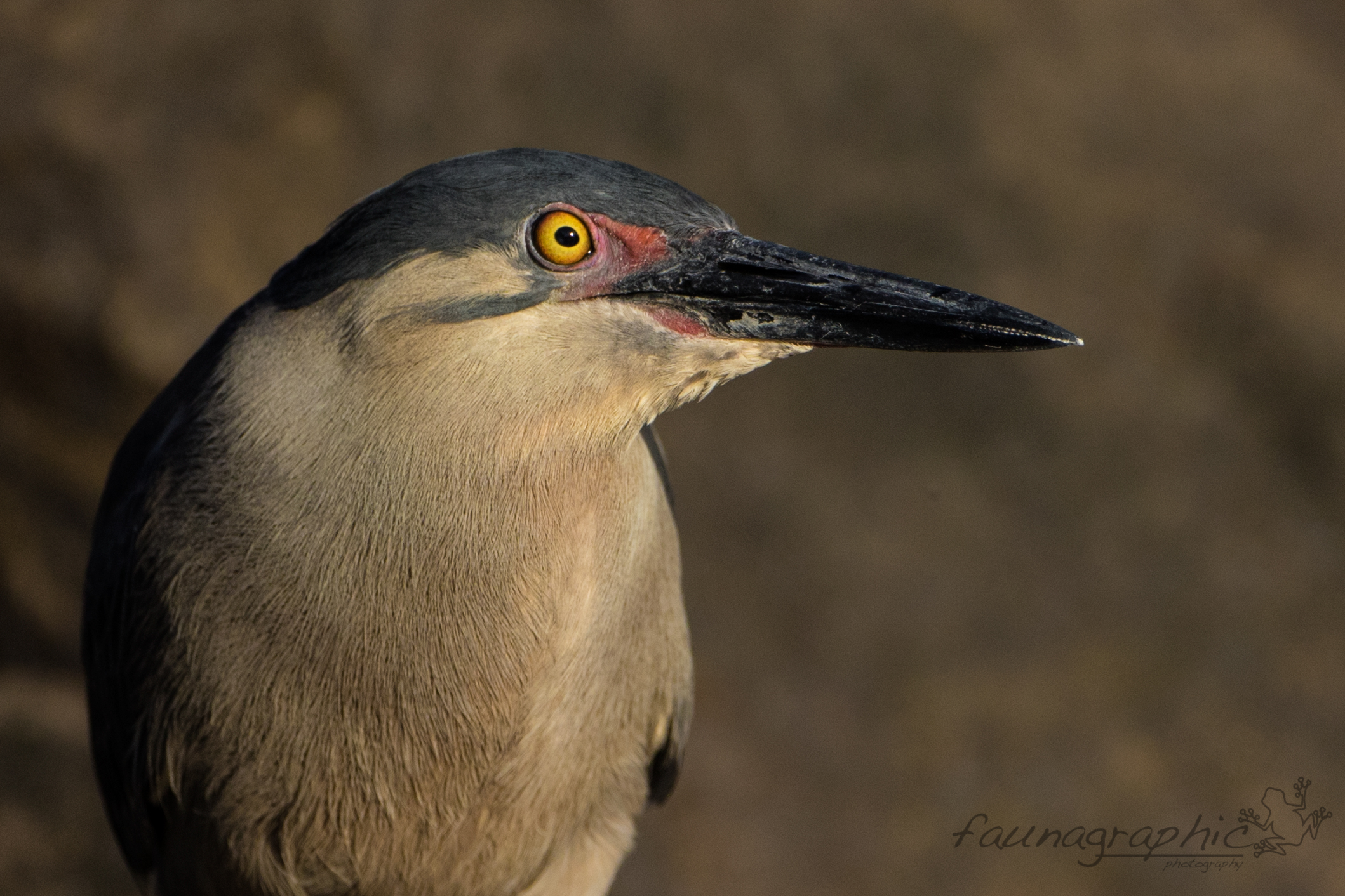 Striated Heron Portrait