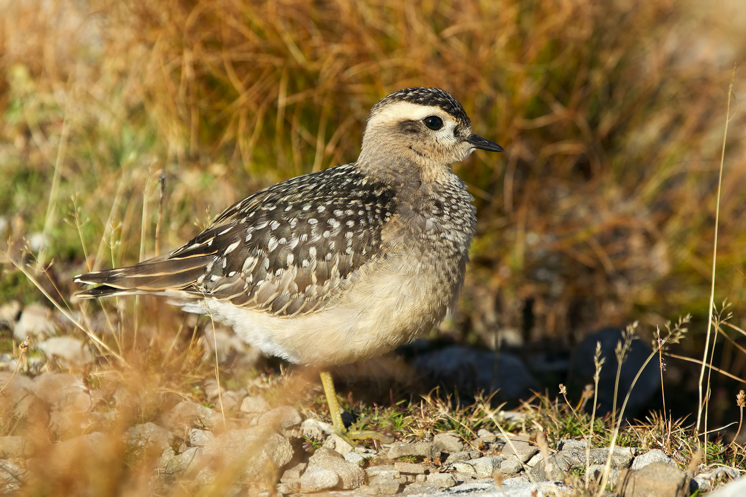 Dotterel
