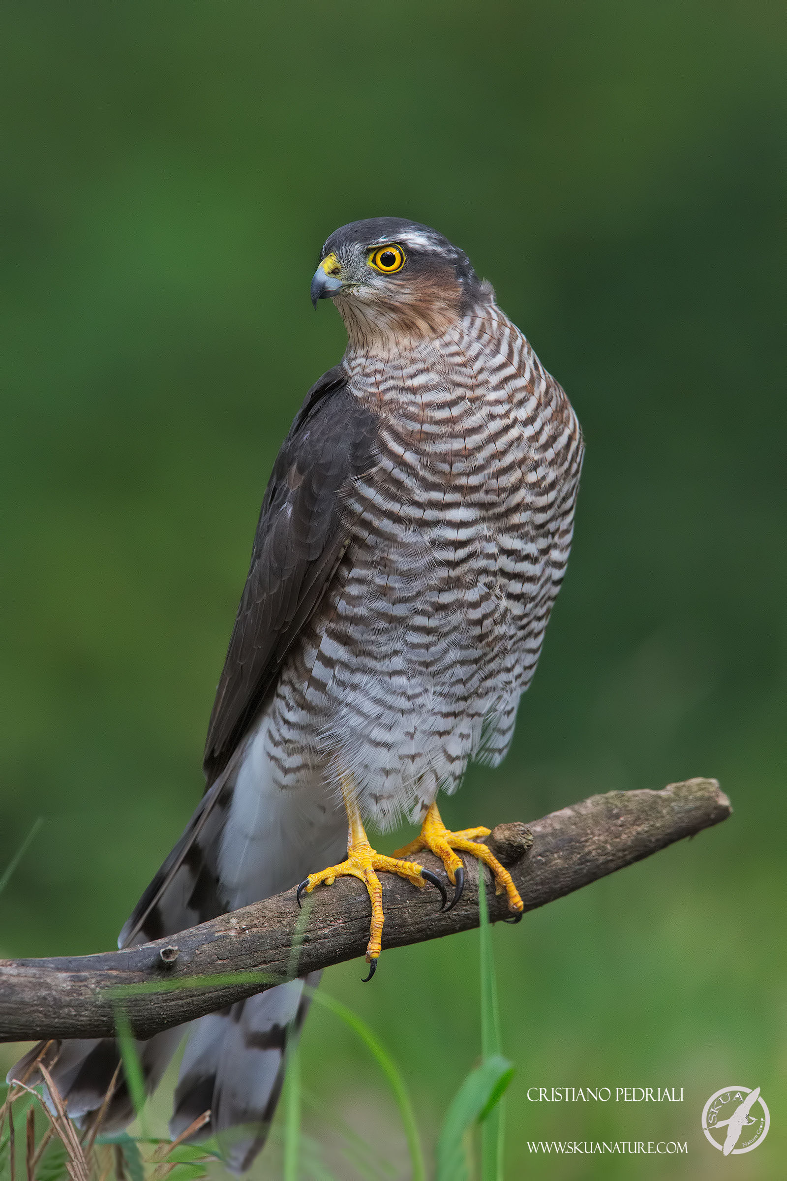 Sparrowhawk juv.